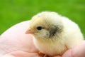 Brave small chicken sitting on man hand and looking around. One day chick Royalty Free Stock Photo