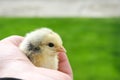 Brave small chicken sitting on man hand and looking around. One day chick Royalty Free Stock Photo