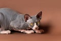 Brave Sphynx kitty lying down and looking away attentively, getting ready for hunt. Brown background