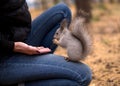 Brave squirrel is eatting nuts on human knees in urban park in autumn. Selective focus.