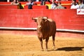 Brave bull in the bullring with big horns