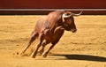 Strong bull in the bullring with big horns