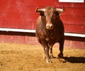 Strong bull in the bullring with big horns