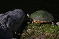 Brave Turtle Next To A Large Alligator Royalty Free Stock Photo