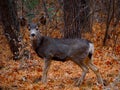 A Brave Mule Deer in a Winter Forest Royalty Free Stock Photo