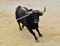 A bravery bull with big horns on  the spanish bullring Royalty Free Stock Photo