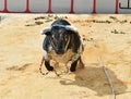 A bravery bull with big horns on  the spanish bullring Royalty Free Stock Photo