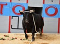 A bravery bull with big horns on  the spanish bullring Royalty Free Stock Photo