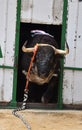 A bravery bull with big horns on  the spanish bullring Royalty Free Stock Photo