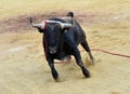 A bravery bull with big horns on  the spanish bullring Royalty Free Stock Photo