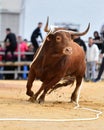 A bravery bull with big horns on  the spanish bullring Royalty Free Stock Photo