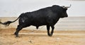 A bravery bull with big horns on  the spanish bullring Royalty Free Stock Photo