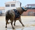 A bravery bull with big horns on  the spanish bullring Royalty Free Stock Photo