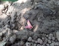 The bravery is pink. Pink butterfly on ground Royalty Free Stock Photo