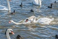 A brawl and chase among swans. A huge flock of mute swans gather on lake.