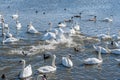 A brawl and chase among swans. A huge flock of mute swans gather on lake.