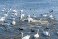 A brawl and chase among swans. A huge flock of mute swans gather on lake.