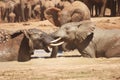 Brawling elephants Royalty Free Stock Photo
