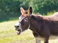 Braying Donkey Backlit by the Sun