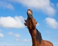 Braying horse against a blue sky Royalty Free Stock Photo