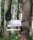 A brazen fat pigeon sits on a blue bird feeder Royalty Free Stock Photo