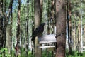 A brazen fat pigeon sits on a blue bird feeder Royalty Free Stock Photo