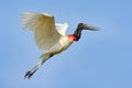 Brazil bird fly. Jabiru, Jabiru mycteria, flying white bird with blue sky, Pantanal, Brazil. Big black and white bird on the sky.