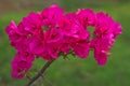 Brazil bougainvillea