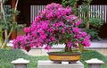 Brazil bougainvillea bonsai plant