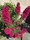 Brazil Bougainvillea flowers