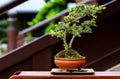 Brazil bougainvillea miniature bonsai plant