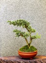 Brazil bougainvillea miniature bonsai plant
