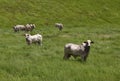 Brazil, Brazilian white beef cattle