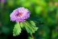 Brazil Button Flower, Larkdaisy, Button beauty, Centratherum punctatum Royalty Free Stock Photo