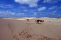 Brazil: Cows walking over the Jericoacoara sanddunes in CÃÂ©ara Royalty Free Stock Photo