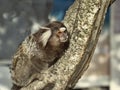 Brazil. Common marmoset, Callithrix jacchus, sits in a tree and observes the surroundings Royalty Free Stock Photo