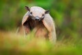 Brazil Cute Animal. Six-Banded Armadillo, Yellow Armadillo, Euphractus Sexcinctus, Pantanal, Brazil. Wildlife Scene From Nature. F