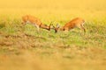 Brazil deer fight. Two animal in grass. Pampas Deer, Ozotoceros bezoarticus, sitting in the green grass, Pantanal, Brazil. Wildlif