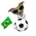 Brazil fifa world cup dog Royalty Free Stock Photo