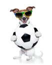 Brazil fifa world cup dog Royalty Free Stock Photo