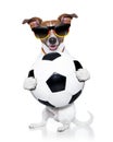 Brazil fifa world cup dog Royalty Free Stock Photo