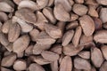 Brazil inshell nuts Royalty Free Stock Photo