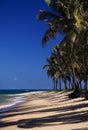 Brazil Maceio Gunga Beach Royalty Free Stock Photo