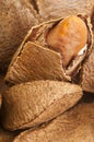 Brazil nut Royalty Free Stock Photo