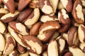 brazil nut Royalty Free Stock Photo