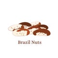 Brazil nut Bertholletia. Edible healthy fruit