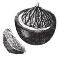 Brazil nut or Bertholletia excelsa, fruit, vintage engraving