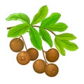 Brazil Nut Branch Colored Detailed Illustration.