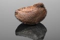 Brazil Nut isolated on black background. With reflection and cop Royalty Free Stock Photo