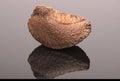 Brazil Nut isolated on black background. With reflection and copy space. Royalty Free Stock Photo